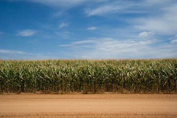 corn field with sky and clouds