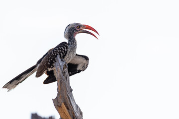 Southern red-billed hornbill (Tockus rufirostris) perching on a broken branch with a white background