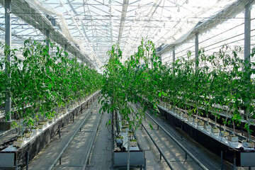 トマトのハウス栽培