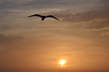 Seagull  Sunset