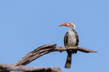 Southern red-billed hornbill (Tockus rufirostris) perching on a broken branch with a blue sky as background