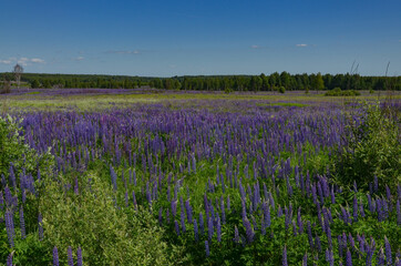 field of blooming purple lupine flowers in Safonovsky district, Smolensk region, Russia