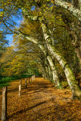 Fototapeta na wymiar Wald bei Haan-Gruiten im Herbst