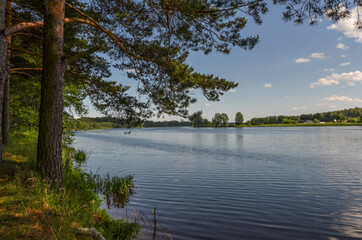 pines on the banks of Daugava river in Polatsk region, Belarus