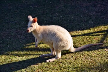Beautiful rare an albino kangaroo in the park © adam88xx