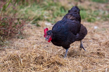 Rooster in the Field