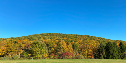 Fall Trees Landscape