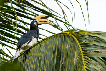 Oriental pied hornbill (Anthracoceros albirostris) perching on a palm leaf in Borneo