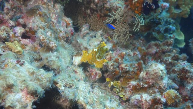beautiful rare leaf fish on there reef in maldives