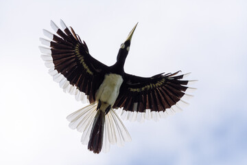 Oriental pied hornbill (Anthracoceros albirostris) flying overhead