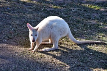 Beautiful rare an albino kangaroo in the park