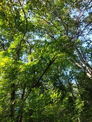trees in the forest