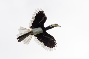 Oriental pied hornbill (Anthracoceros albirostris) flying sideways with a white background