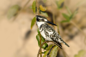 Graufischer / Eisvogel / Pied Kingfisher / Ceryle rudis / Afrika - Namibia