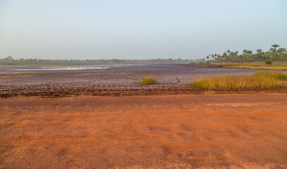 Fototapeta premium rice fields of Bissau