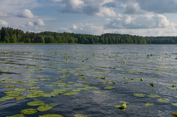 water lilies on Suja Lake in Polatsk region, Belarus © ssmalomuzh