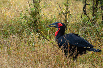Southern ground hornbill (Bucorvus leadbeateri) in its natural environment of Kruger national park