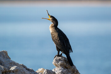 Great cormorant (Phalacrocorax carbo) sitting on a rock with an opened beak