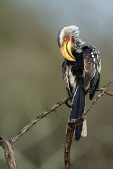 Southern Yellow-billed Hornbill (Tockus leucomelas) preening on a branch with a blurry background