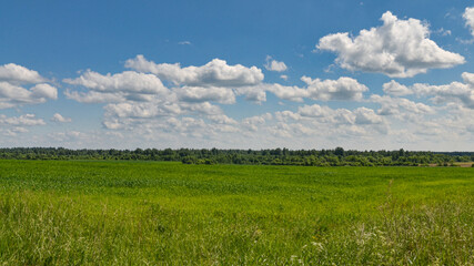 panoramic view of green farmlands in Demidov district, Smolensk region, Russia