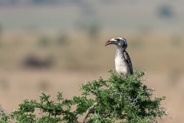 African grey hornbill (Lophoceros nasutus) perching in a thorny bush with a blurry background