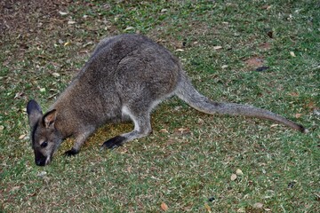 Young cute wild gray wallaby kangaroo