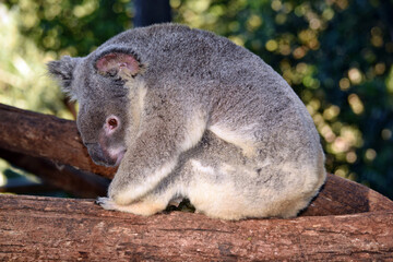 Cute koala sitting on a tree branch eucalyptus