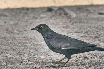 Beautiful bird in Namiia