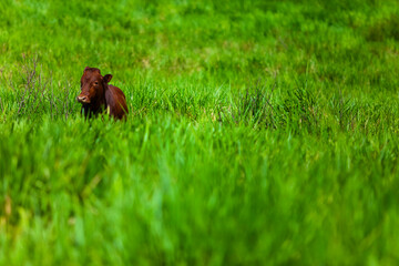 herd on the farm, Mato Grosso do Sul, Brazil, Bonsmara breed, African breed