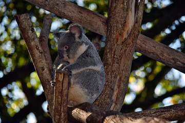 Cute koala sitting on a tree branch eucalyptus