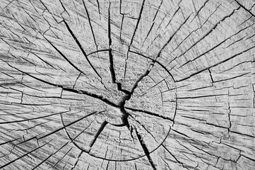 macro photo, cross section of a trunk, wooden background in black and white