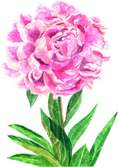 Pink peony in blooming