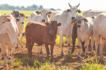 Nellore herd inseminated with Bonsmara calves, Mato Grosso do Sul, Brazil