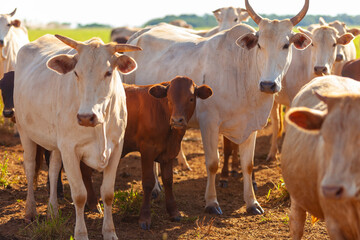Nellore herd inseminated with Bonsmara calves, Mato Grosso do Sul, Brazil