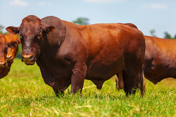 beautiful specimen of Bonsmara cattle, Mato Grosso do Sul, Brazil.