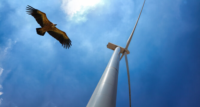 Wind turbine power station for produce electricity. Eagle flies in the blue sky. Upward view. Environmental protection