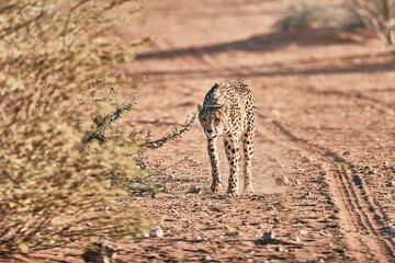 Amazing cheetah close up in Namibia
