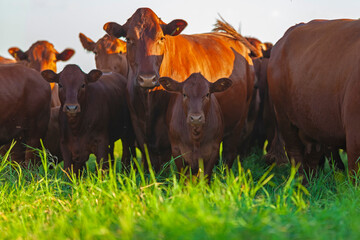 herd on the farm, Mato Grosso do Sul, Brazil, Bonsmara breed, African breed - obrazy, fototapety, plakaty