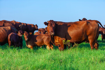 herd of Bonsmara cows with their calves - Powered by Adobe