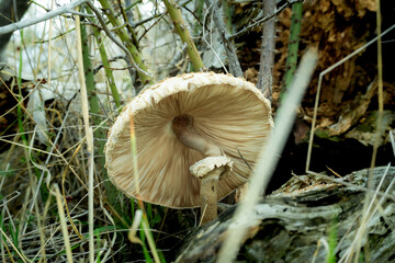 Big white mushroom in the woods. Nature concept.