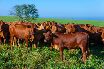 Naklejka na ściany i meble herd on the farm, Mato Grosso do Sul, Brazil, Bonsmara breed, African breed
