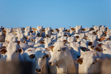 large herd of Nellore cattle on the farm, cows and steers, MS, Brazil - obrazy, fototapety, plakaty