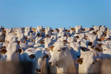 Fotobehang large herd of Nellore cattle on the farm, cows and steers, MS, Brazil © Erich Sacco