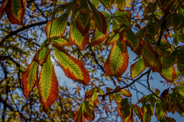 Horse chestnut (Aesculus hippocastanum) leaves in full swing of fall autumn colors (green, yellow and red) backlit by sunlight
