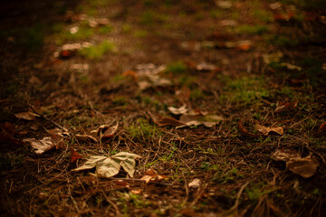 Several fallen fall or autumn leaves rest on the soil among some grass and dry pine needles backlit by sunlight