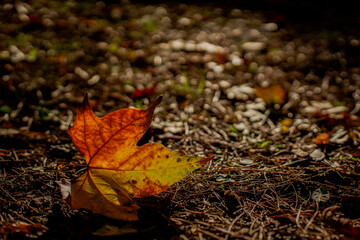 Fallen plane (platanus x hispanica) leaf in full swing of fall autumn colors (green, yellow and red) backlit by sunlight rests on the ground among some grass and dry pine needles backlit by sunlight