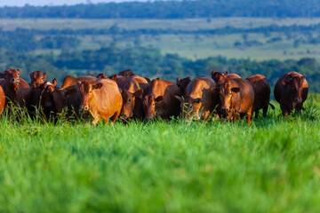 herd of Bonsmara cows with their calves © Erich Sacco