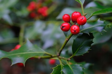 red berries on a holly branch - 389680110