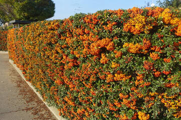 siepe pyracantha con bacche arancioni