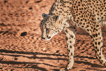 Amazing cheetah close up in Namibia